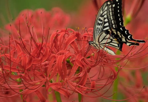 201609271428-DSC01015RX10M3.jpg