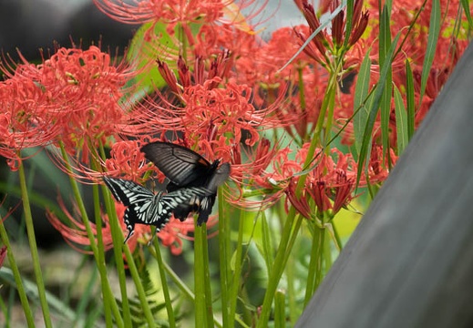 201609271430-DSC01026RX10M3.jpg