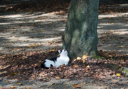 201610101049-DSC02498RX10M3.jpg