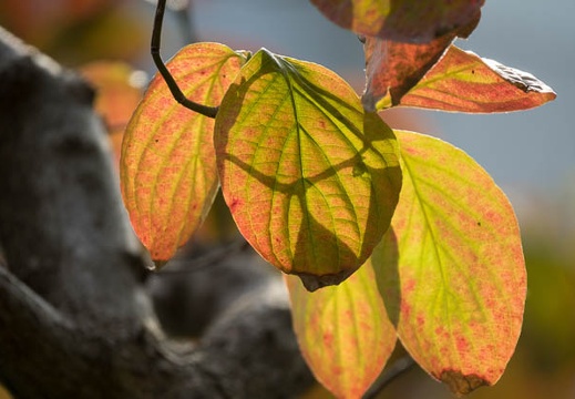 201610121501-DSC02766RX10M3.jpg