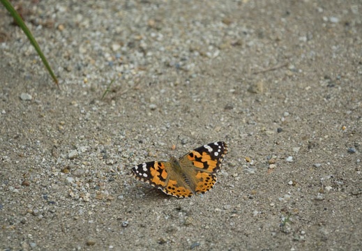 201610231205-DSC04466RX10M3.jpg