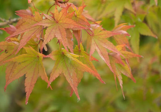 201610231231-DSC04481RX10M3.jpg