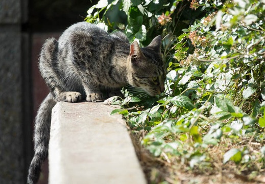 201610261315-DSC04603RX10M3.jpg