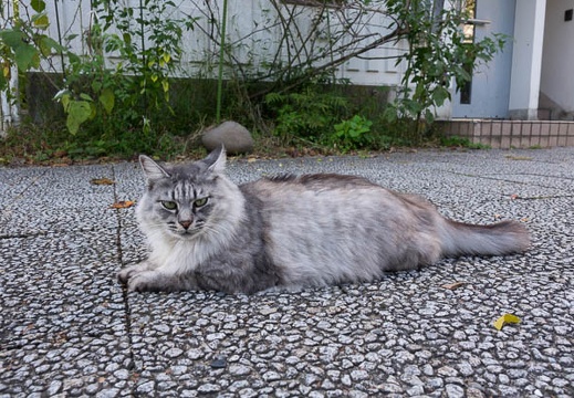 201610271445-DSC04841RX10M3.jpg