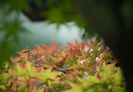 201611091355-DSC07056.jpg
