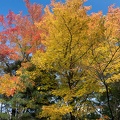201611111352-DSC07095RX10M3.jpg