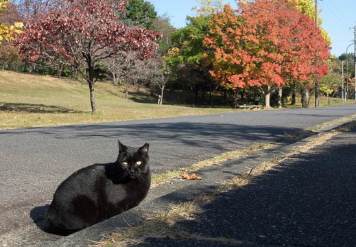 201611111414-DSC07116RX10M3.jpg