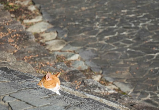 201611111439-DSC07166RX10M3.jpg