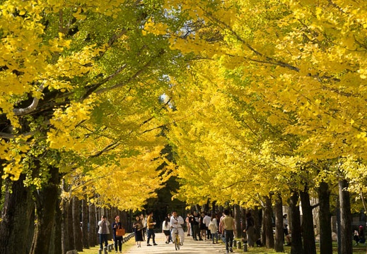 11.13 学びの森