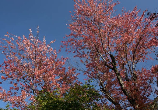 201611131247-DSC07626RX10M3.jpg