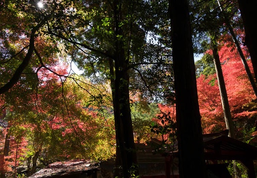 201611161102-DSC07860RX10M3.jpg