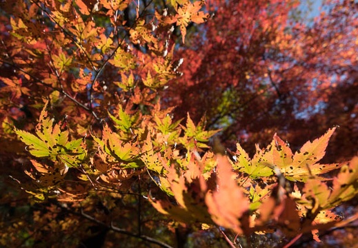 201611161223-DSC07933RX10M3.jpg