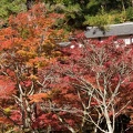 201611161259-DSC08023RX10M3.jpg