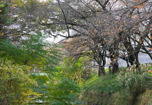 201611171248-DSC08107RX10M3.jpg