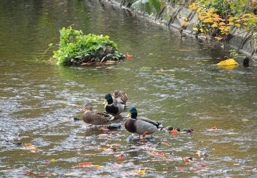 201611171321-DSC08136RX10M3.jpg