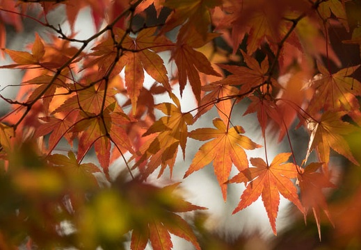 201611171504-DSC08204RX10M3.jpg