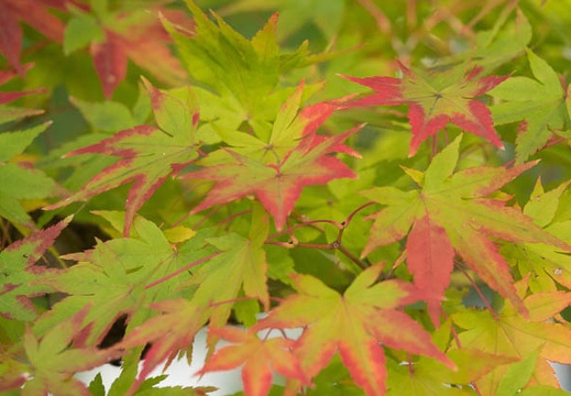 201611171505-DSC08205RX10M3.jpg