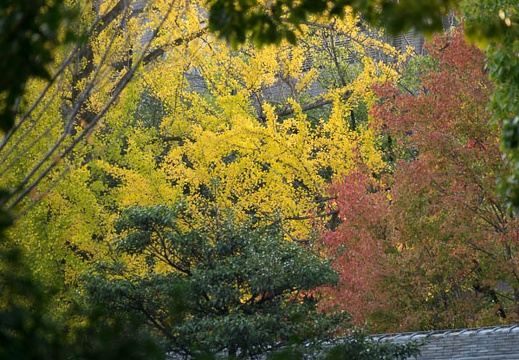 201611171544-DSC08275RX10M3.jpg
