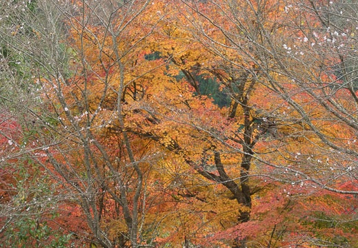201611181343-DSC08277RX10M3.jpg