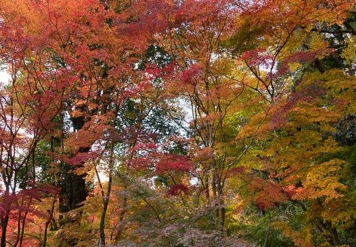 201611181356-DSC08320RX10M3.jpg