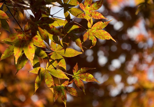 201611181408-DSC08370RX10M3.jpg