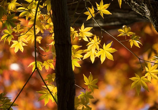 201611181409-DSC08373RX10M3.jpg