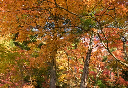 201611181411-DSC08384RX10M3.jpg