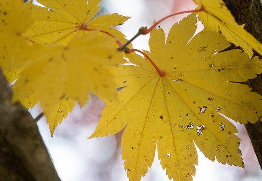 201611181436-DSC08446RX10M3.jpg