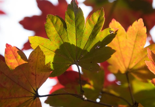201611201049-DSC08588RX10M3.jpg