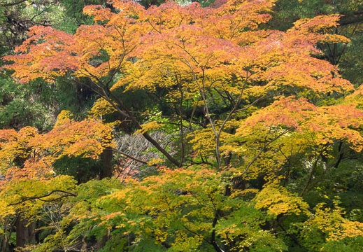201611201053-DSC08595RX10M3.jpg