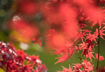 201611201103-DSC08620RX10M3.jpg