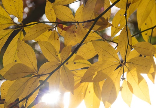 201611201132-DSC08683RX10M3.jpg