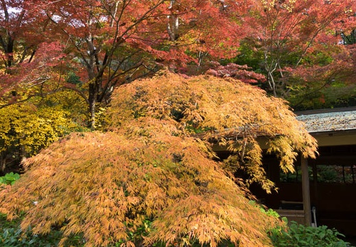 201611201140-DSC08701RX10M3.jpg