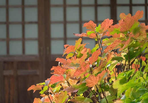 201611231225-DSC09116RX10M3.jpg