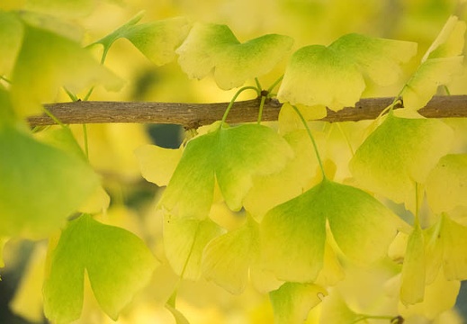 201611231231-DSC09130RX10M3.jpg
