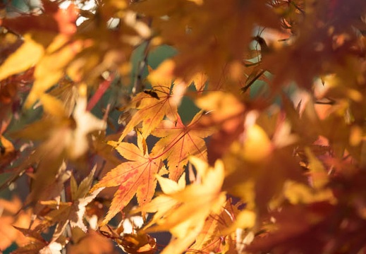 201611241537-DSC09579RX10M3.jpg