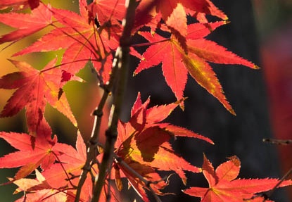 201611241538-DSC09582RX10M3.jpg