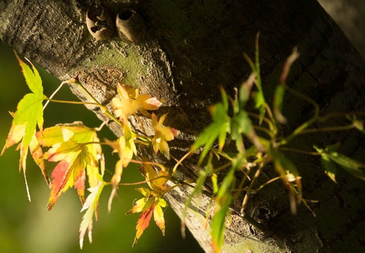 201611241542-DSC09594RX10M3.jpg