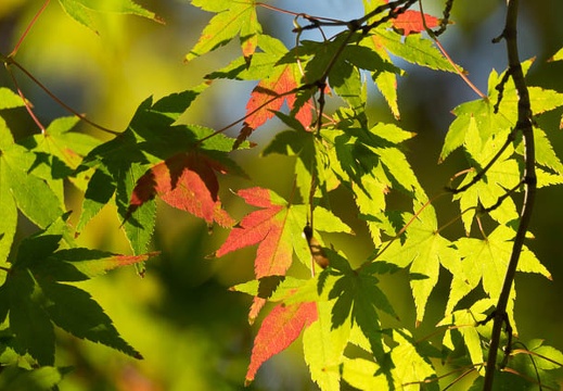 201611241544-DSC09607RX10M3.jpg