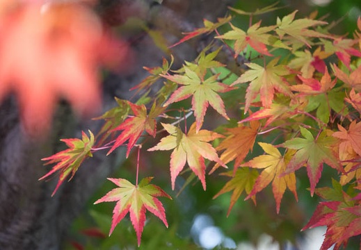 201611251215-DSC09691RX10M3.jpg