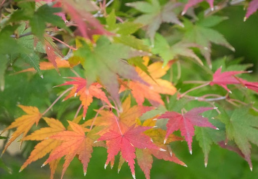 201611251239-DSC09747RX10M3.jpg
