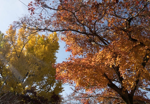 201611261125-DSC09808RX10M3.jpg