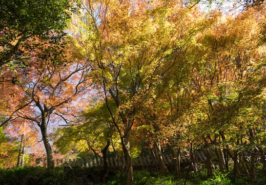 201611261223-DSC09943RX10M3.jpg