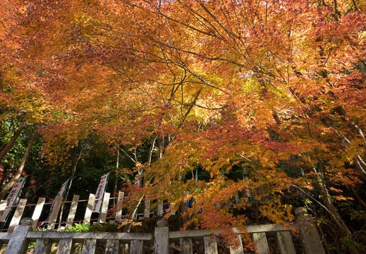 201611261228-DSC09965RX10M3.jpg