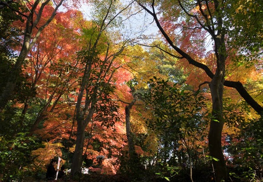 201611261240-DSC00001RX10M3.jpg
