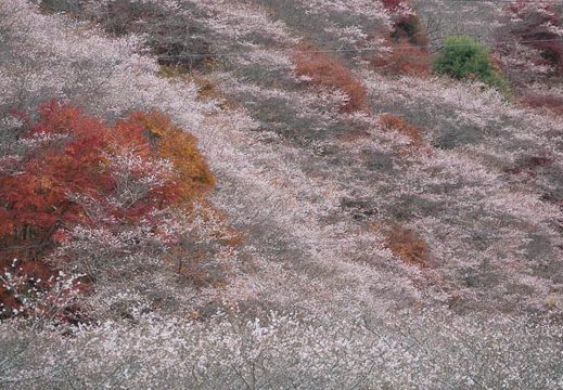 11.28 小原四季桜まつり