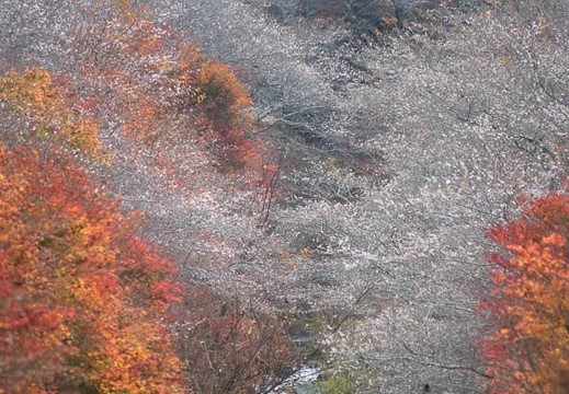 201611281129-DSC00458RX10M3.jpg