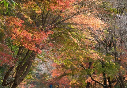 201611281134-DSC00475RX10M3.jpg