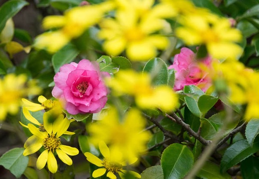 201612011312-DSC00913RX10M3.jpg