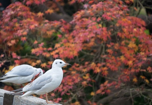 201612011316-DSC00923RX10M3.jpg